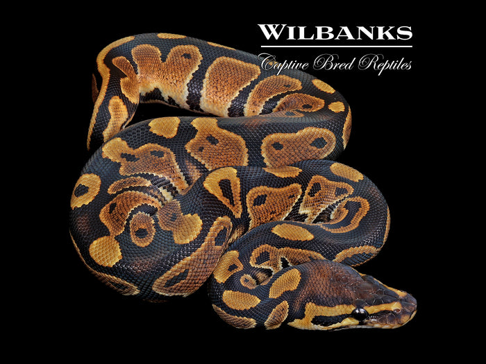 100% Het. Piebald Ball Python ♀ '26