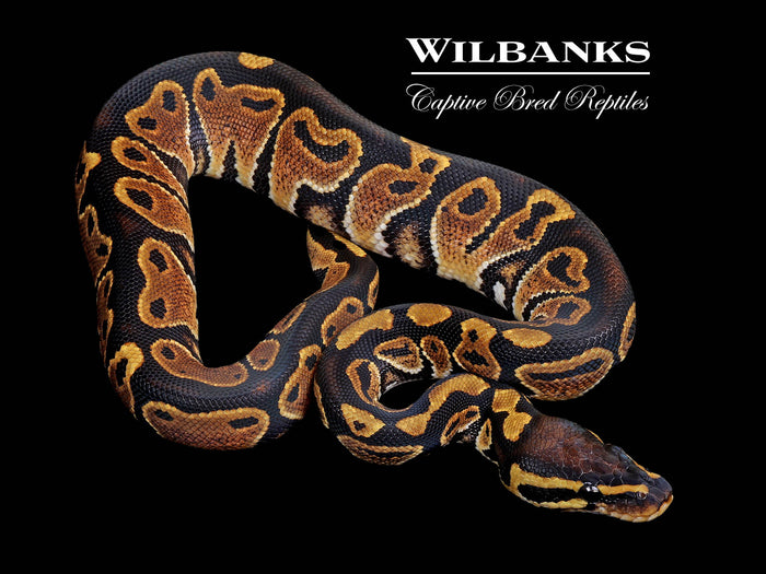 Normal Ball Python ♂ '26