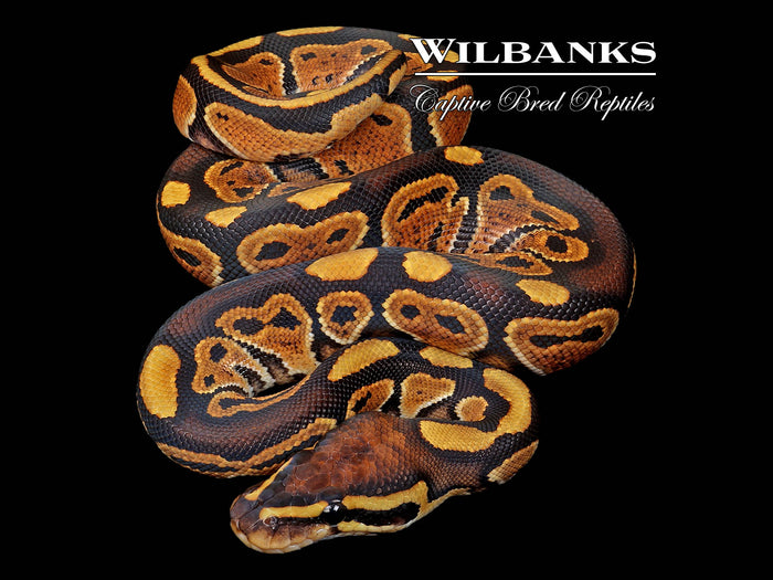 Normal Ball Python ♂ '26
