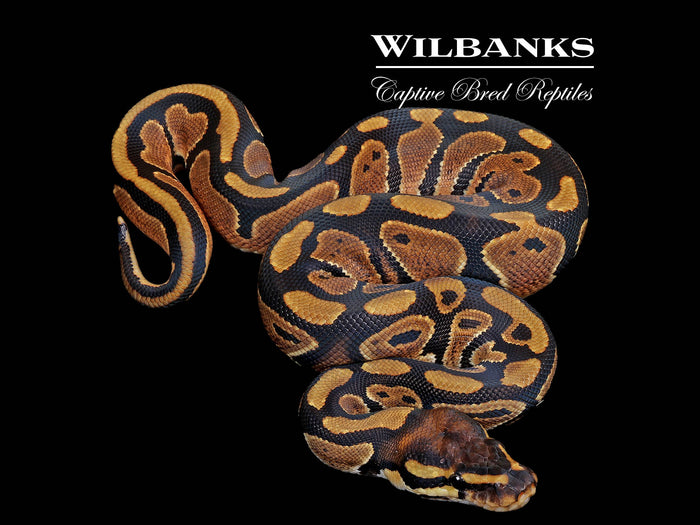 Normal Ball Python ♂ '26