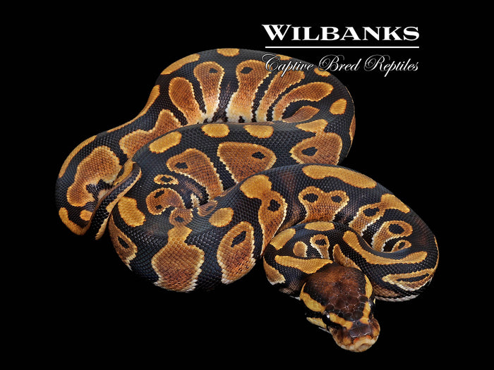 Normal Ball Python ♂ '26