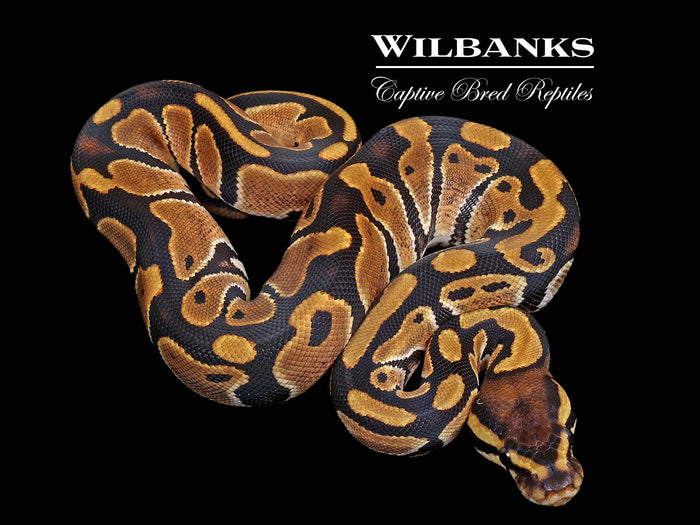 100% Het. Piebald Ball Python ♀ '26
