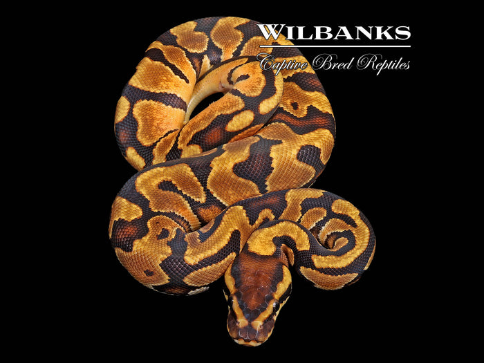 Enchi 100% Het. Clown Ball Python ♀ '26