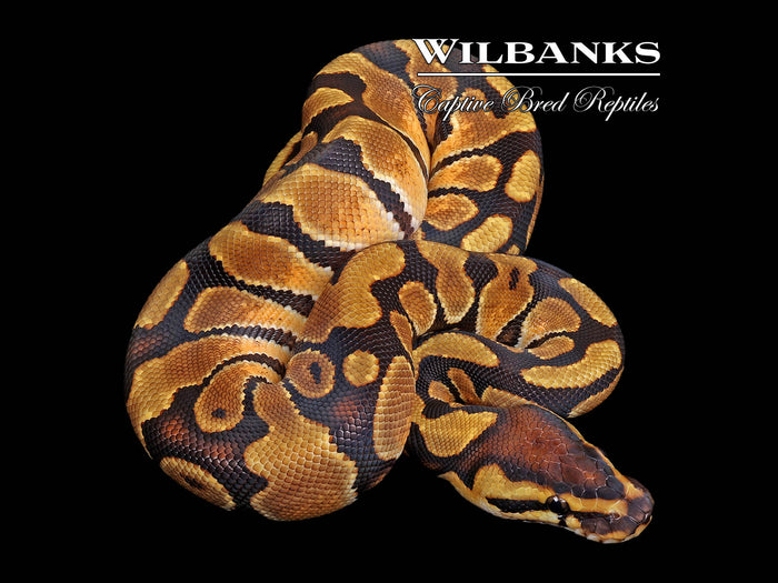 Enchi 100% Het. Clown Ball Python ♀ '26