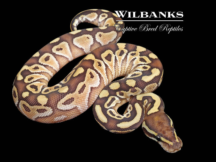 Butter Ball Python ♀ '26