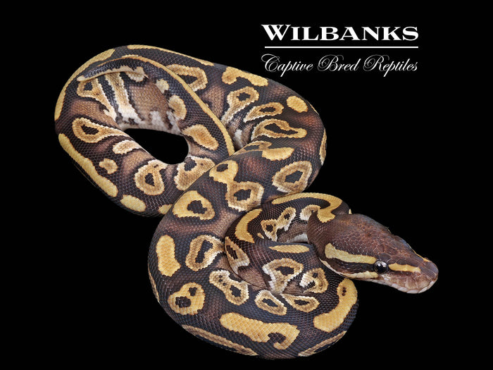 Mojave Ball Python ♂ '26