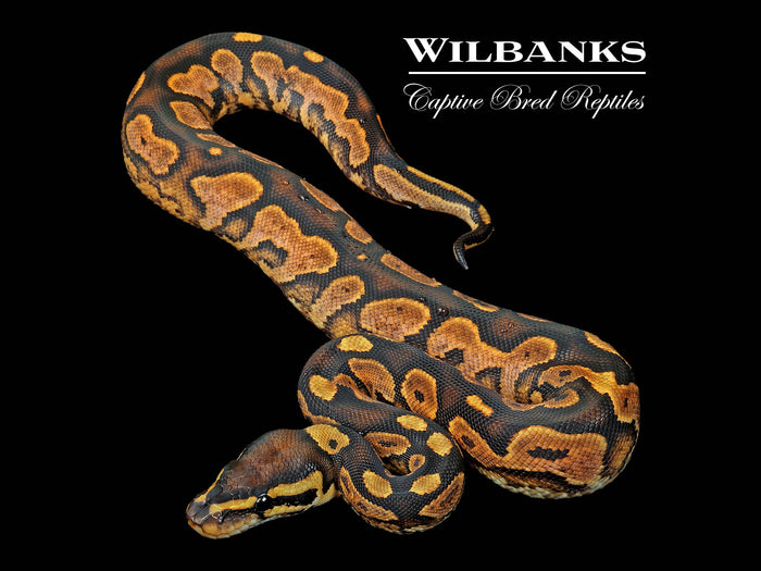 Sugar Ball Python ♀ '26