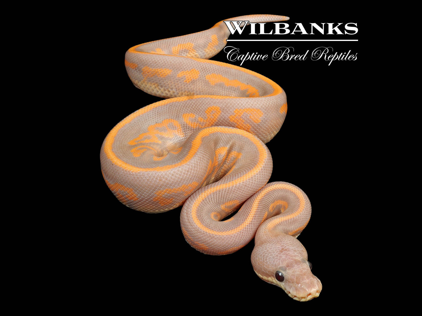 Stranger Banana Cinnamon (FEMALE MAKER) Ball Python ♂ '24