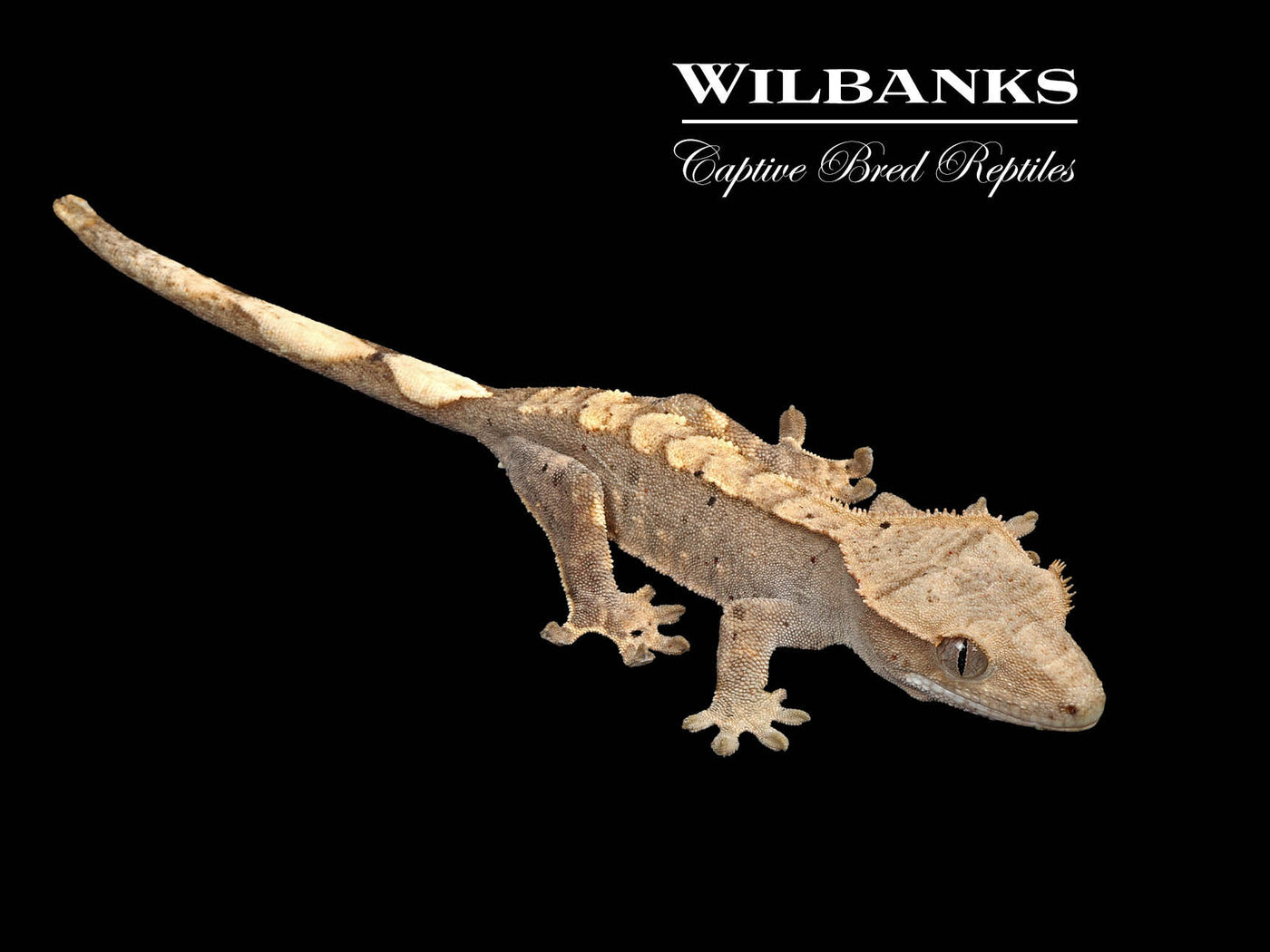 Flame Dalmatian Crested Gecko '25