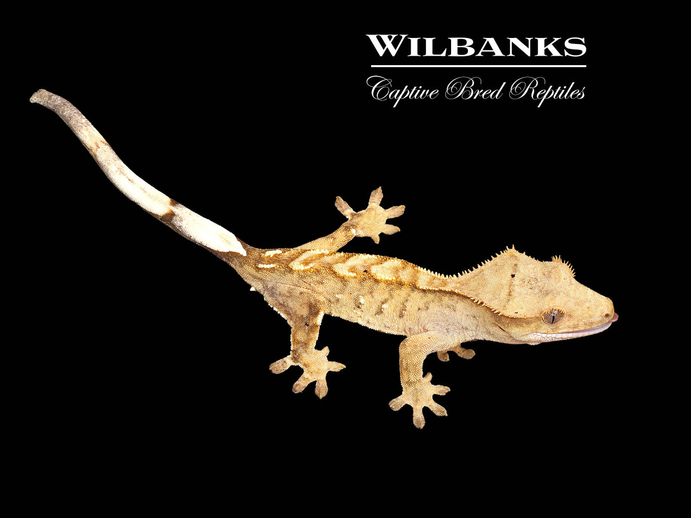 Flame Dalmatian Crested Gecko '25