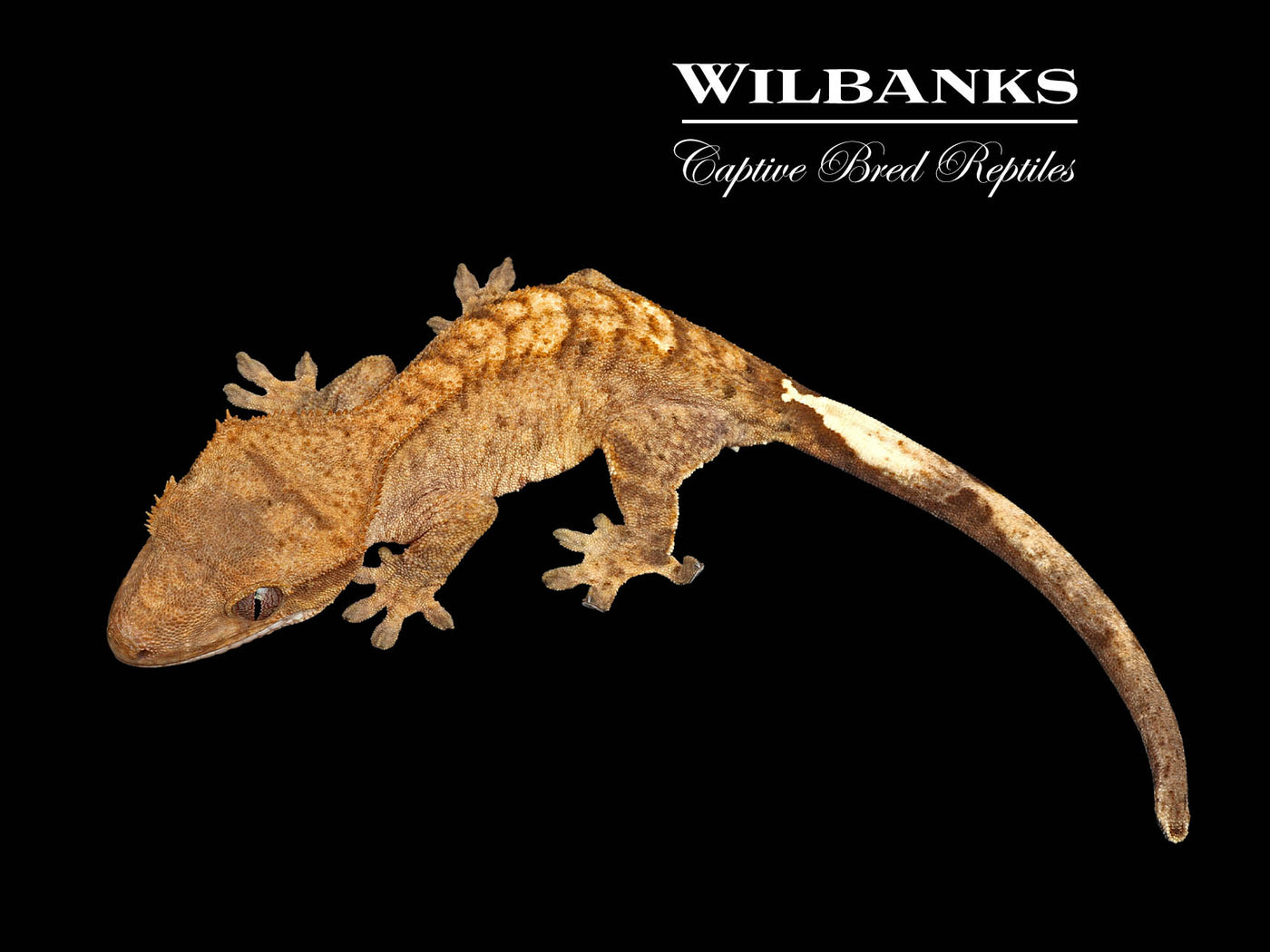 Flame Dalmatian Crested Gecko '25