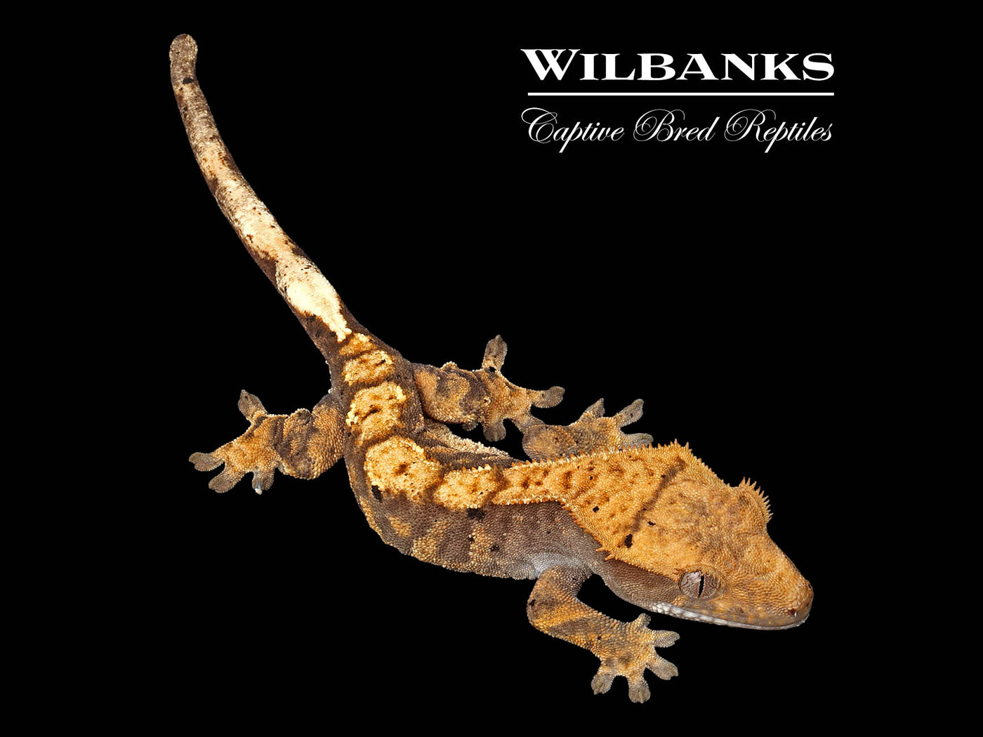 Harlequin Crested Gecko '25