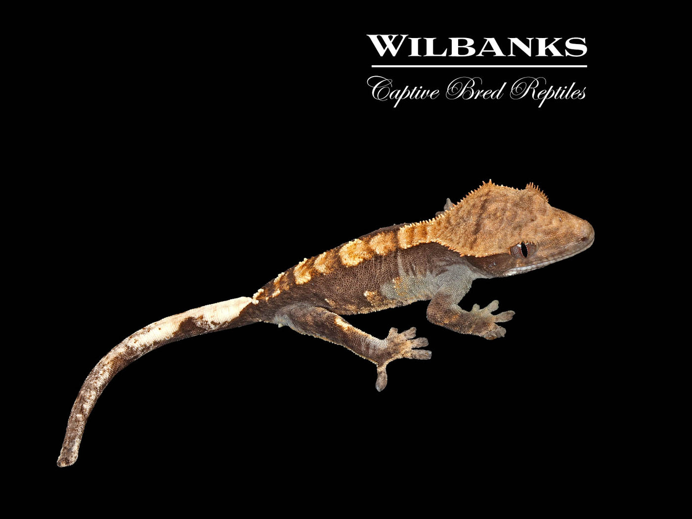 Harlequin Crested Gecko '25