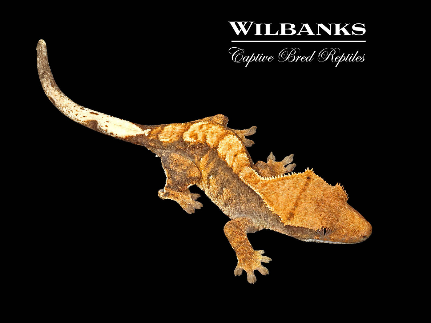 Flame Dalmatian Crested Gecko '25