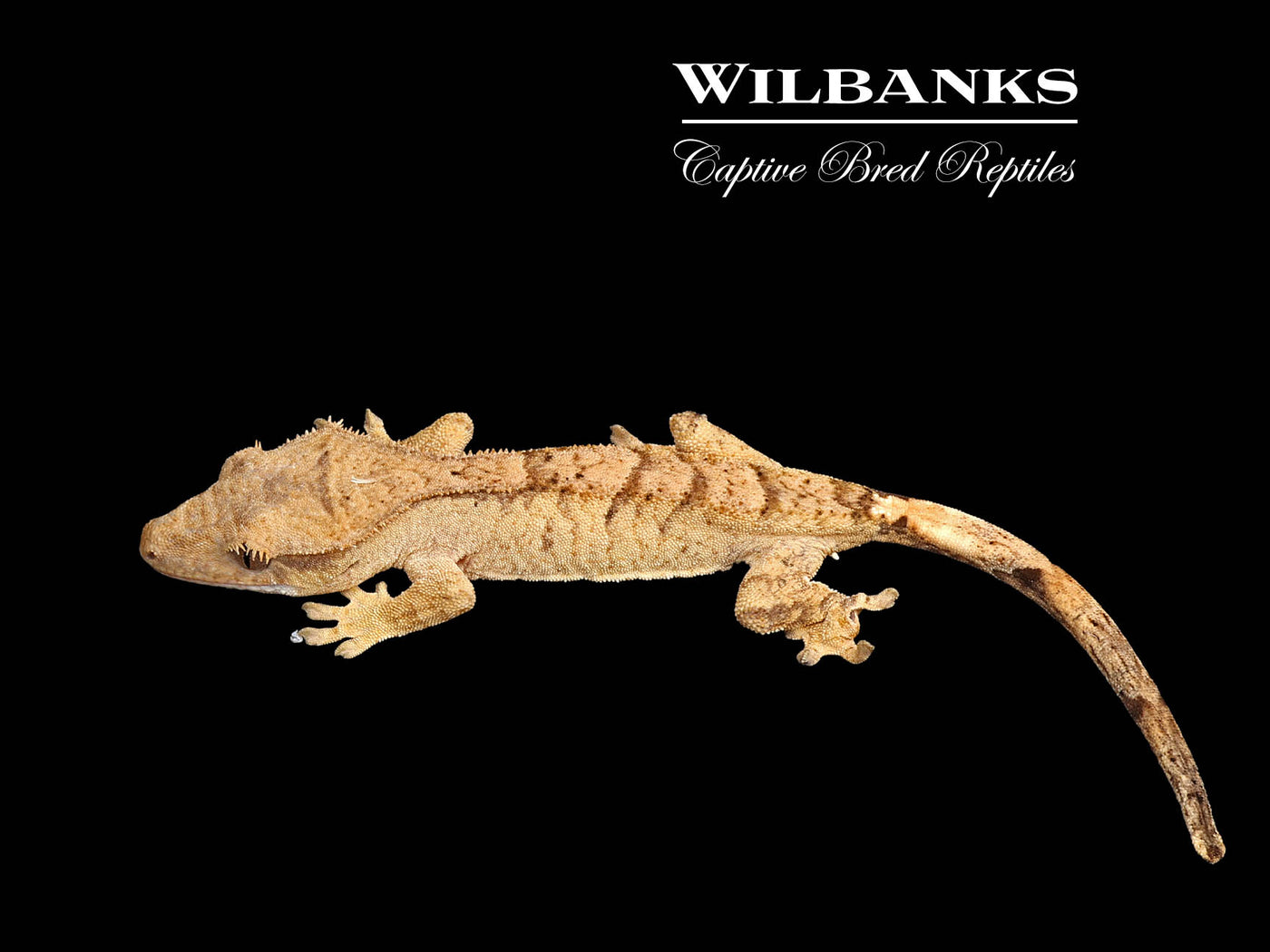 Flame Dalmatian Crested Gecko '25