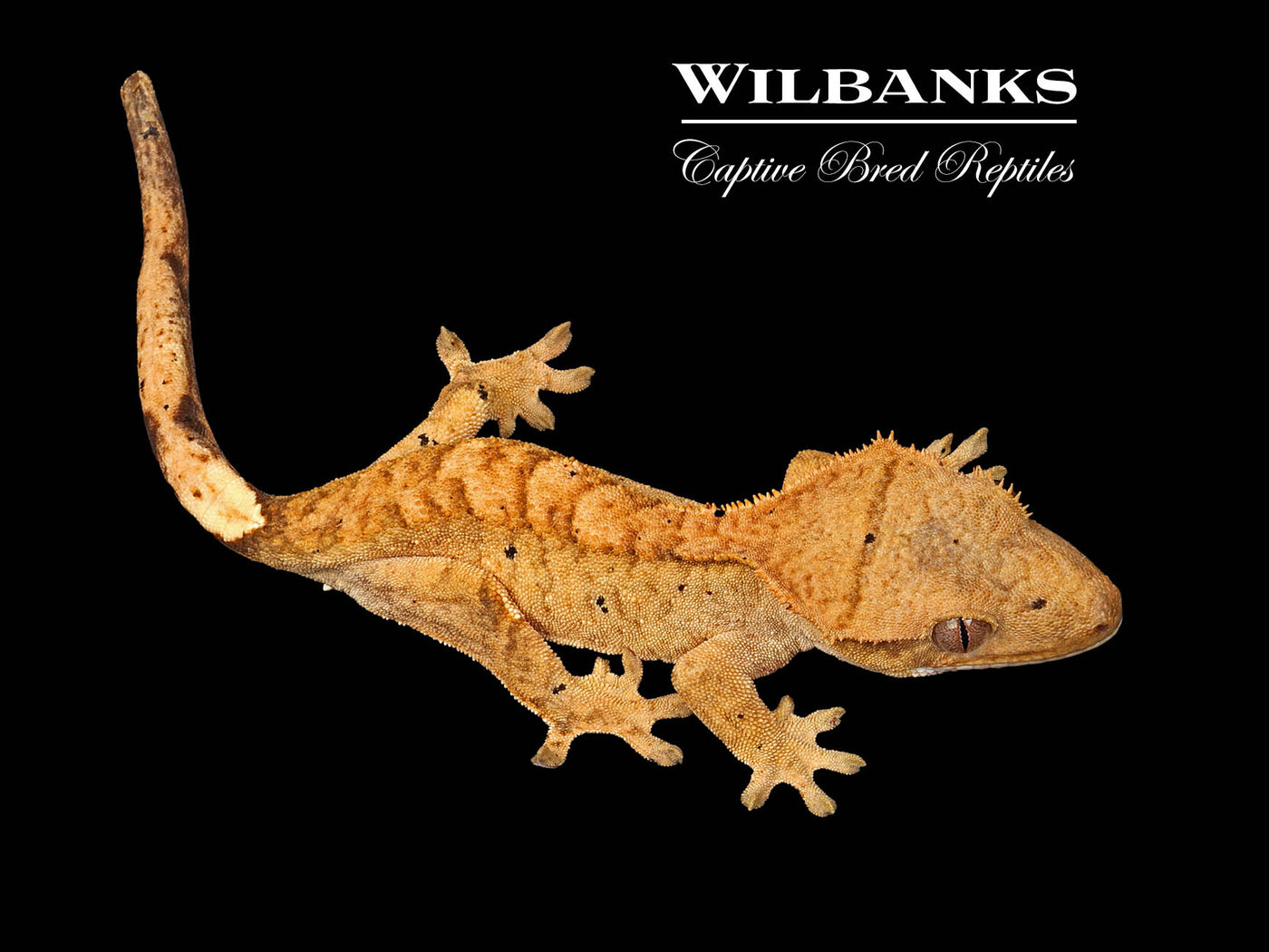 Flame Dalmatian Crested Gecko '25