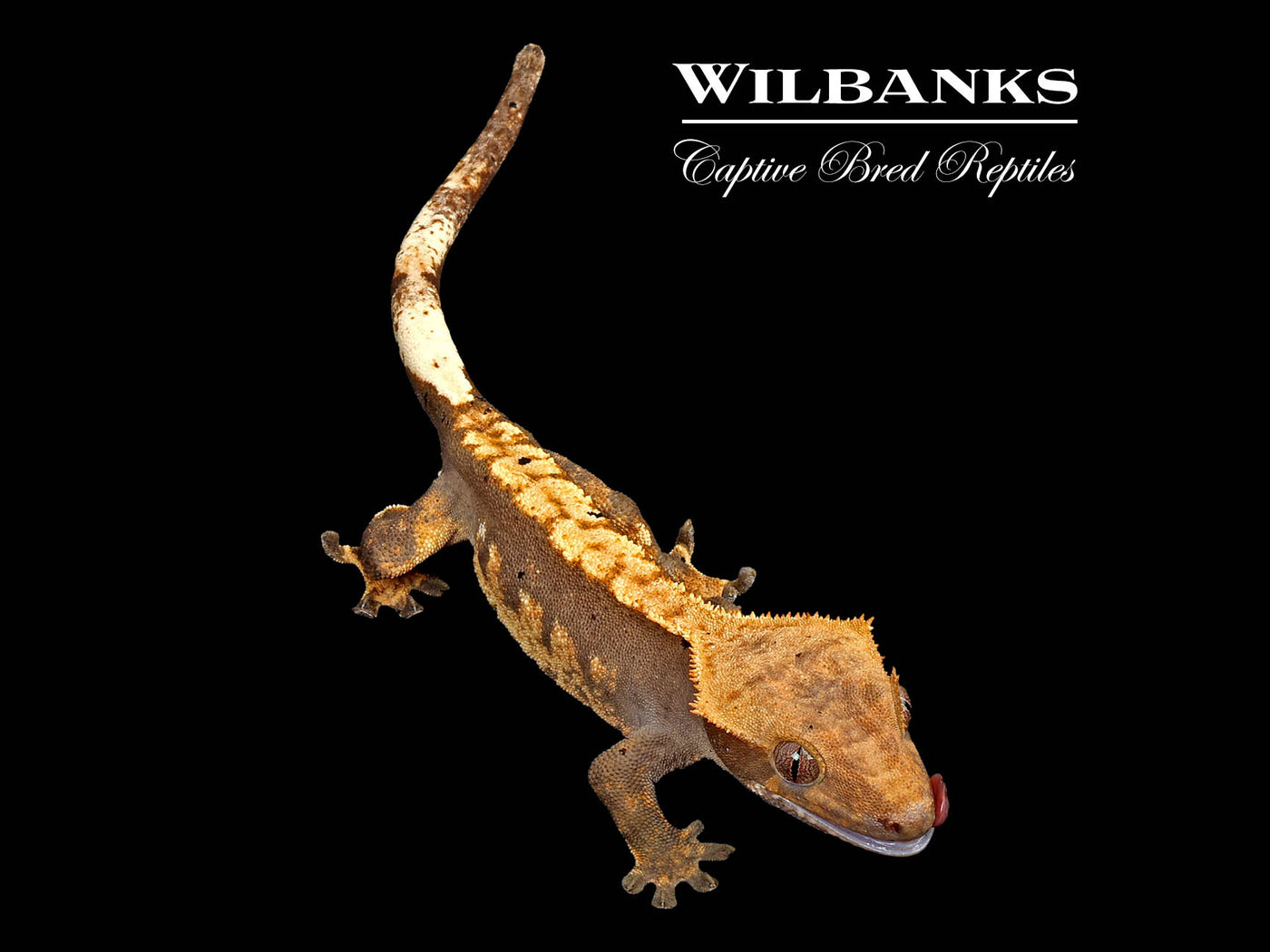 Flame Dalmatian Crested Gecko '25