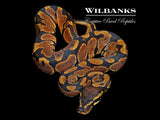 Normal Ball Python ♂ '26