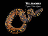 Normal Ball Python ♂ '26
