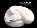 White Diamond Blue Eyed Leucistic (Super Russo) Ball Python ♂ '26