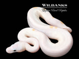 Super Fire Ball Python ♀ '26