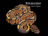 Russo Ball Python ♀ '26