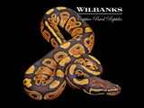 Russo Ball Python ♂ '26