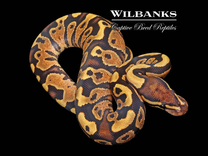Fire Yellow Belly Ball Python ♂ '26
