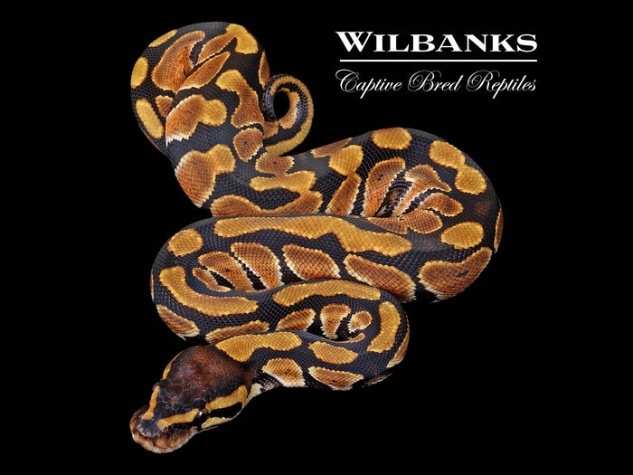 Enchi Ball Python ♀ '26
