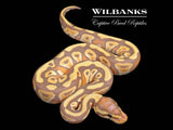 Banana Mojave Ball Python ♂ '26