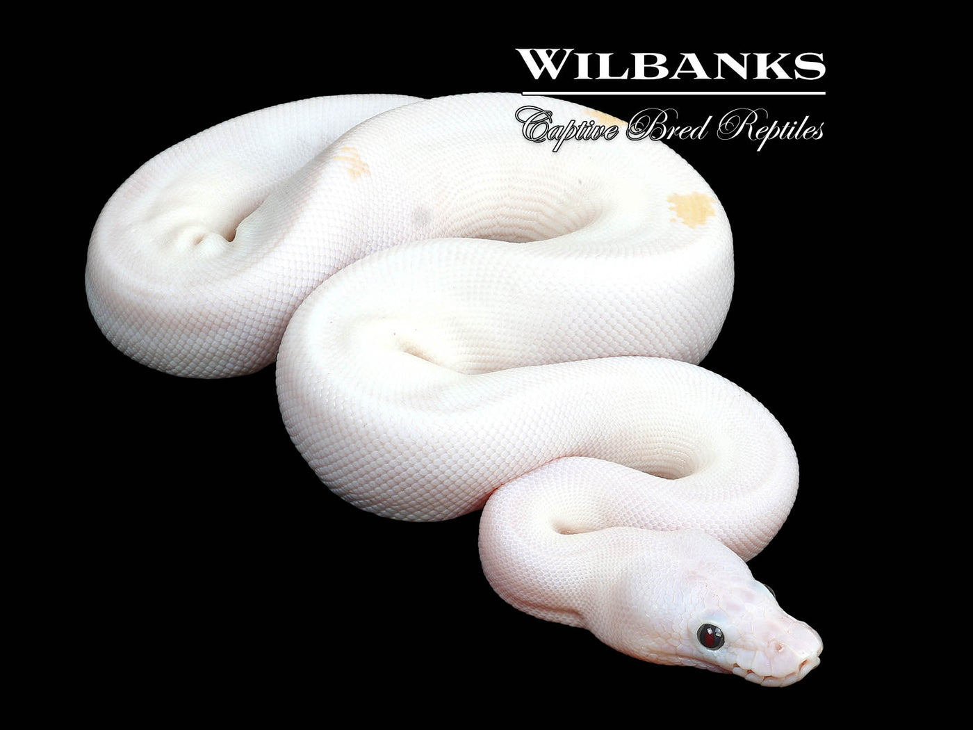 Super Fire Ball Python ♀ '24