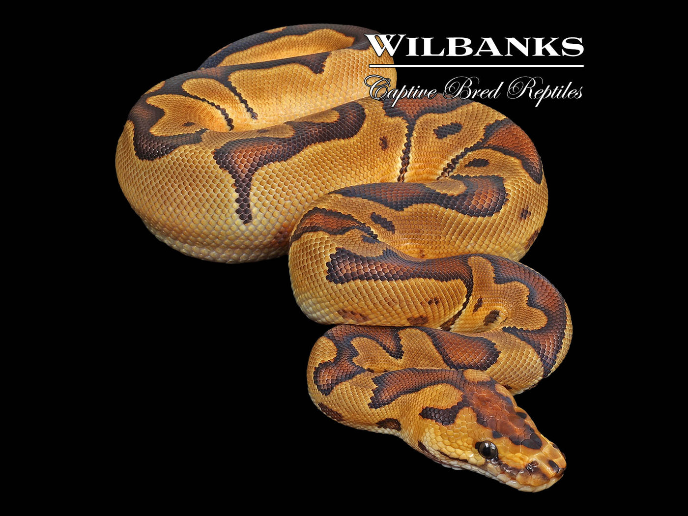 Enchi Clown Ball Python ♂ '24