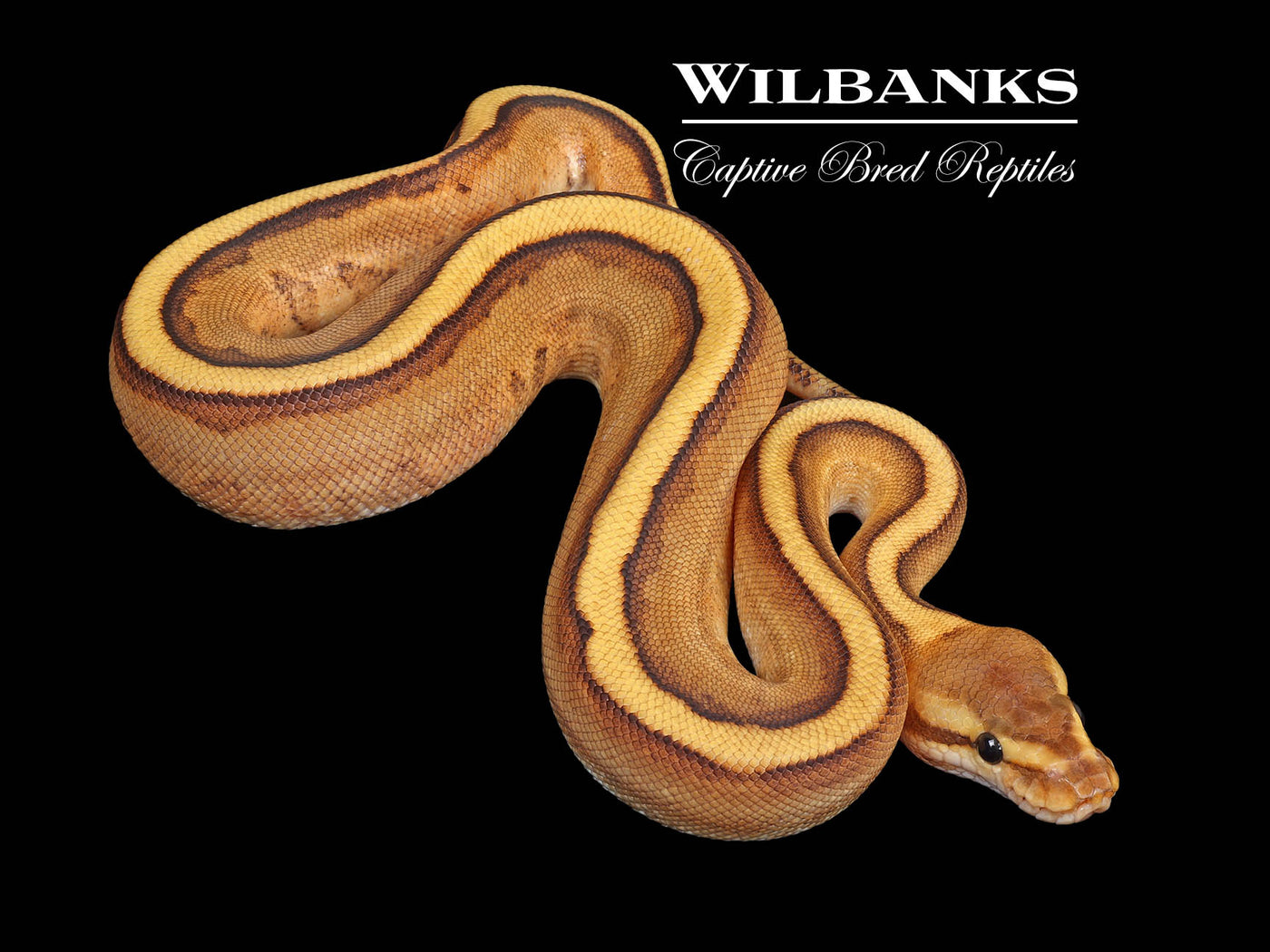 Fire Genetic Stripe 66% PH Clown Ball Python ♂ '24