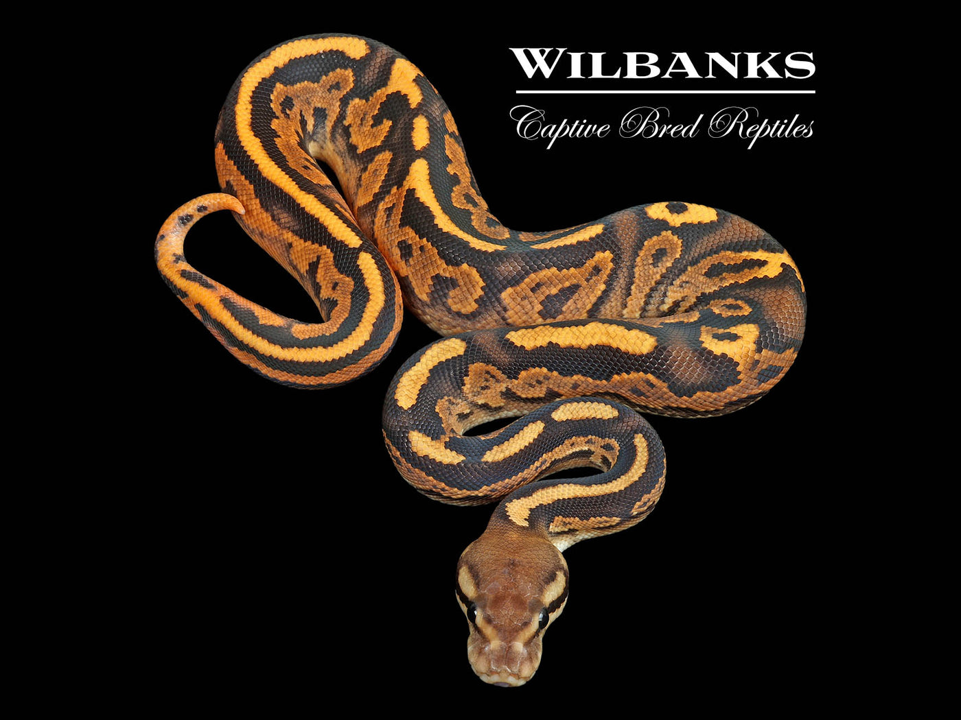 Black Pastel Fire Yellow Belly Ball Python ♂ '25
