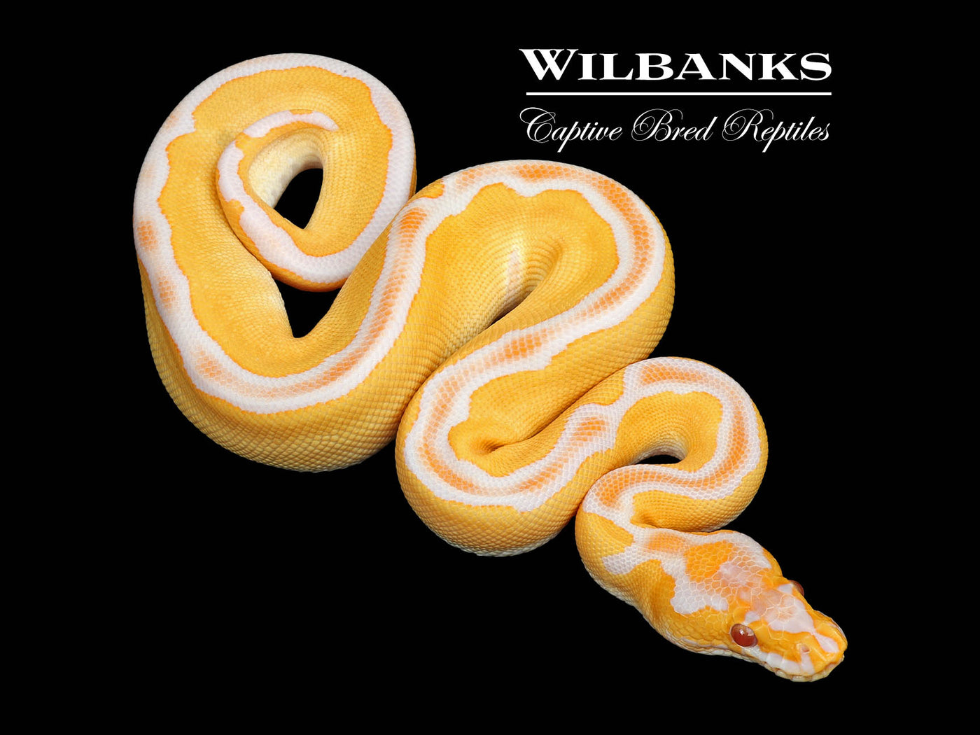 Blade Grail (Lavender Clown) Ball Python ♂ '25