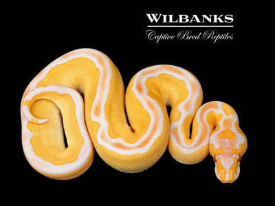 Blade Grail (Lavender Clown) Ball Python ♂ '25