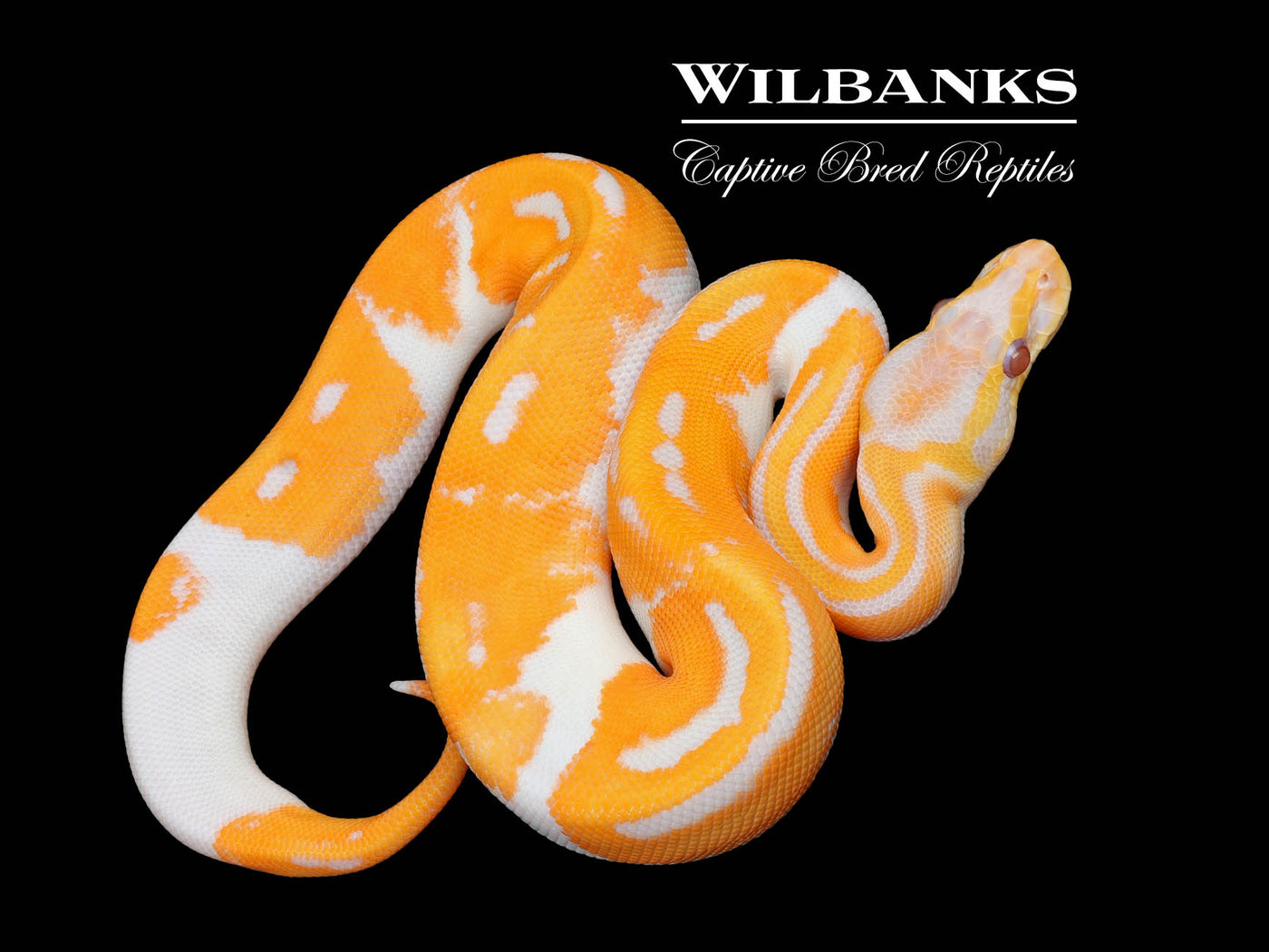 Super Blackhead Dreamsicle Ball Python ♀ '25