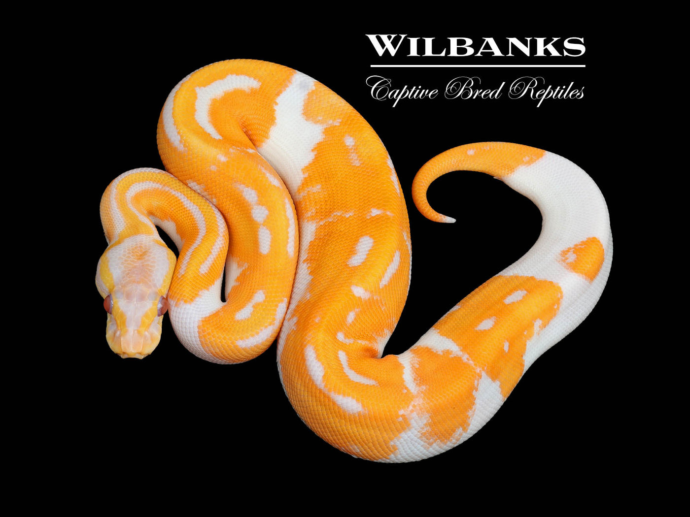 Super Blackhead Dreamsicle Ball Python ♀ '25