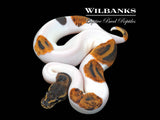 Blackhead Leopard Pied Ball Python ♀ '26