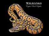 Pastel Orange Crush Ball Python ♀ '26