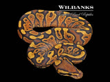 Orange Crush Yellow Belly Ball Python ♀ '26