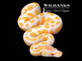 Lavender Albino Blackhead 100% Het. Pied Ball Python ♀ '26