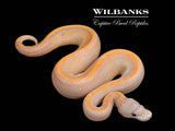Banana Suma 100% Het. Pied Ball Python ♀ '26