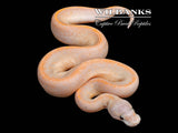 Banana Suma 100% Het. Pied Ball Python ♀ '26