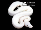Banana Super Fire Ball Python ♂ '26
