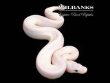Banana Super Fire Ball Python ♀ '26