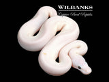 Super Fire Ball Python ♀ '26
