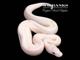 Super Fire Ball Python ♀ '26