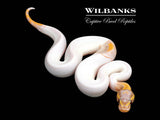 Banana Leopard Pied (Female Maker) Ball Python ♂ '26