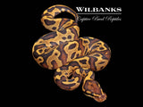 Fire Leopard 100% Het. Orange Crush Ball Python ♀ '26